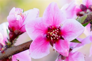 有关桃花的古诗词《桃花》