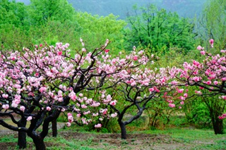有关桃花的古诗词《渔歌子·西塞山前白鹭飞》
