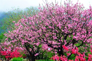 有关桃花的古诗词《大林寺桃花》