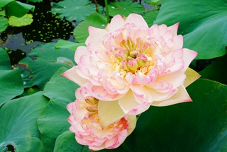 有关荷花的古诗词《为农》