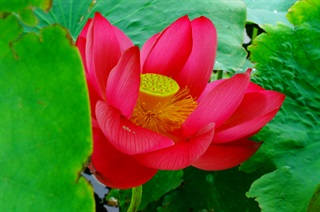 有关荷花的古诗词《山居即事》