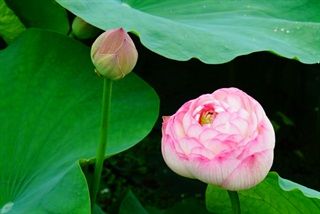 有关荷花的古诗词《鹧鸪天·林断山明竹隐墙》