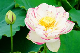 有关荷花的古诗词《踏莎行·闲游》