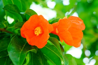 有关石榴的古诗词《夏意》