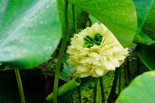 有关荷花的古诗词《醉桃源·芙蓉》