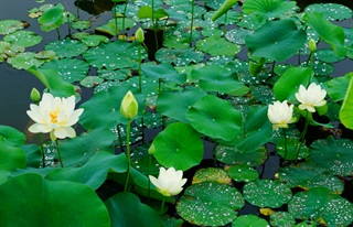 有关荷花的古诗词《莎衣》
