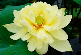 有关荷花的古诗词《摊破浣溪沙·菡萏香销翠叶残》