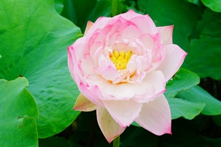 有关荷花的古诗词《子夜吴歌·夏歌》