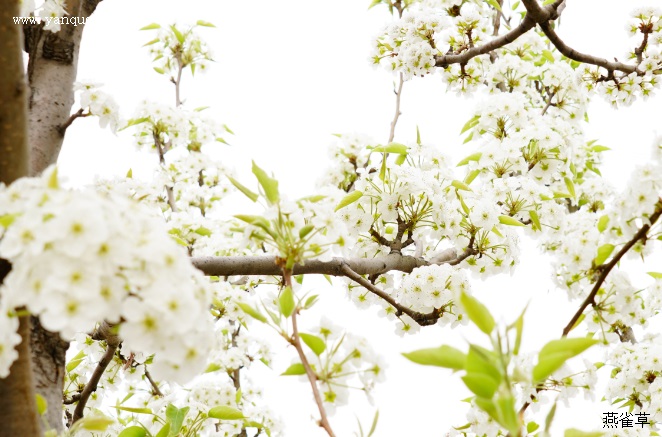 有关梨花的古诗词《寓意》 有关梨花的古诗词《寓意》
