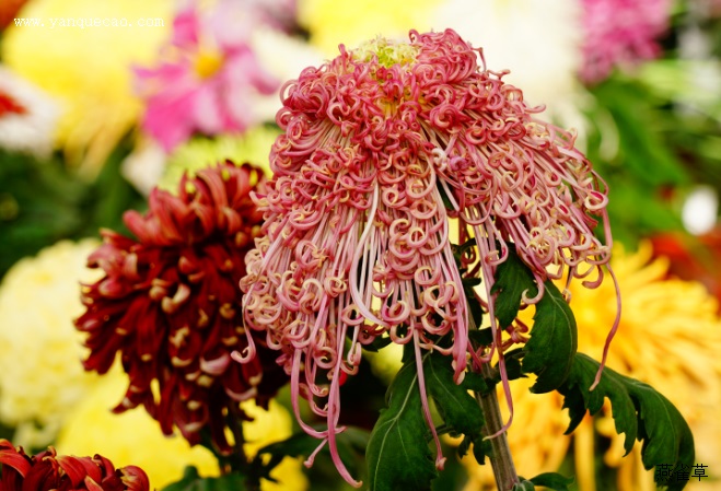 有关菊花的古诗《菊》 有关菊花的古诗《菊》