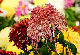 有关菊花的古诗《菊》