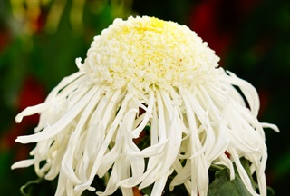 有关菊花的古诗《重阳席上赋白菊》