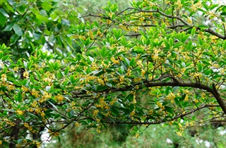 有关桂花的古诗《鸟鸣涧》