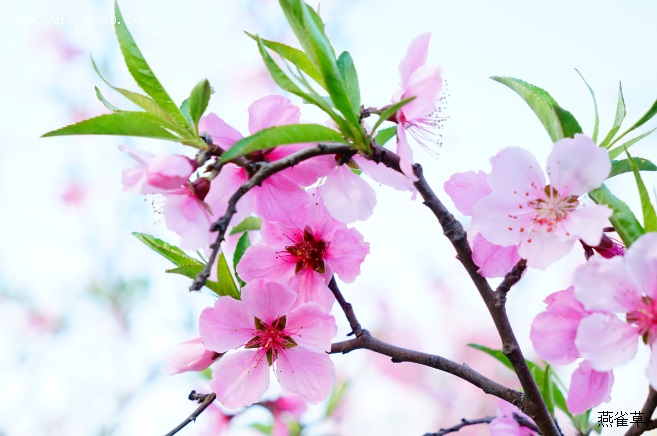 有关桃花的古诗词《再游玄都观》 有关桃花的古诗词《再游玄都观》