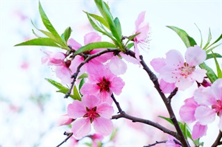 有关桃花的古诗词《再游玄都观》