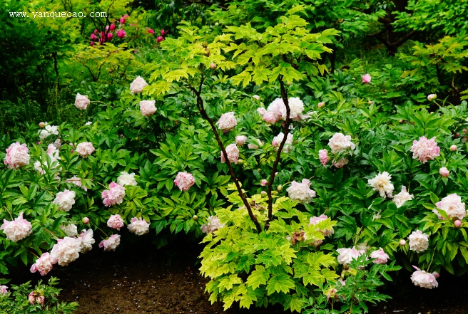 有关芍药的古诗词《春日五首·其二》 有关芍药的古诗词《春日五首·其二》