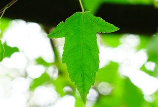 茶条槭的叶子