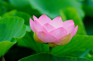 有关荷花的古诗词《临平道中》