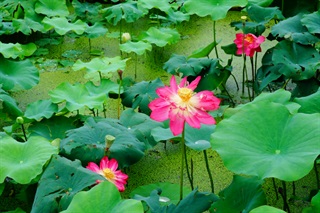 有关荷花的古诗词《次石湖书扇韵》