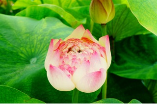 有关荷花的古诗词《秋夕清泛》