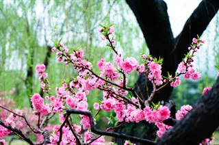 有关柳树的成语《柳暗花明》