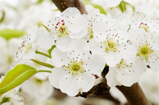 有关梨的成语《梨花带雨》