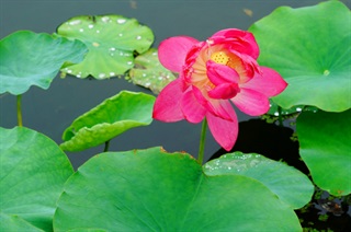 有关荷花的成语《出水芙蓉》