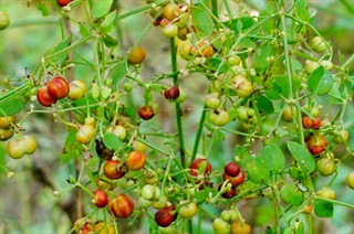 茜草_本草求真