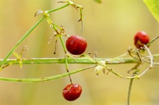 茜草_得配本草