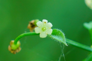 茜草的花