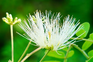 山槐的花