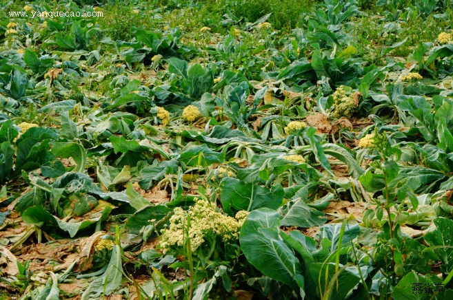 花菜的主要品种 花菜的主要品种
