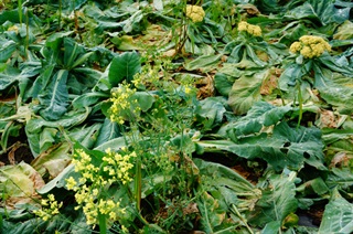 花菜治皮肤病的传说