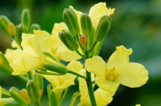 花菜的花