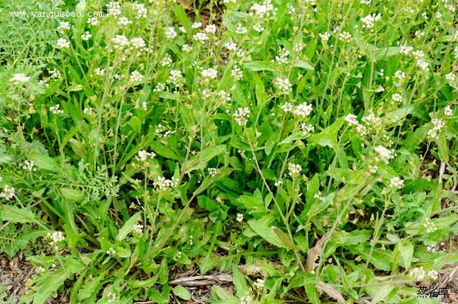 野生荠菜