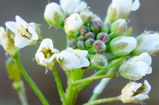 荠菜的花