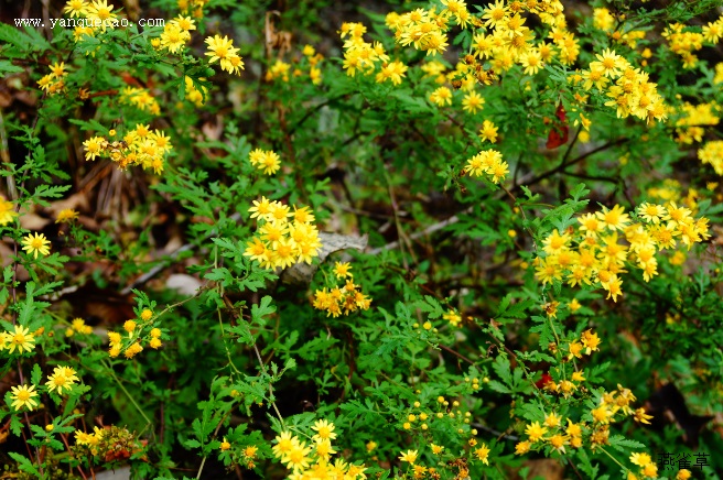 野菊花