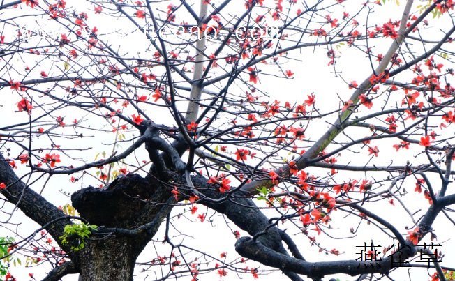 木棉_ 本草从新