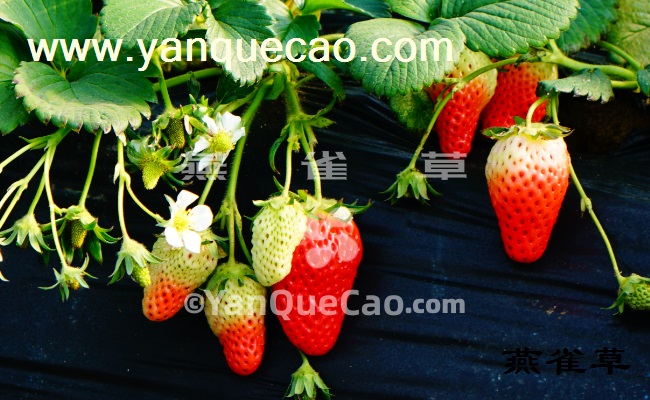 草莓的果实