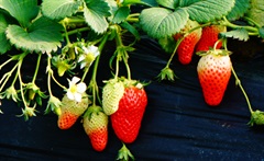 草莓的果实