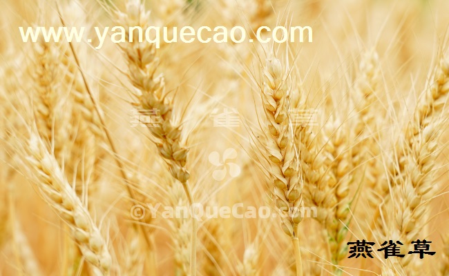 小麦的分类