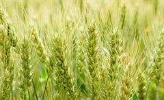 小麦的形态特征