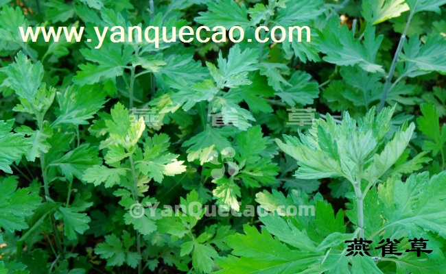 艾草与端午节 艾草与端午节