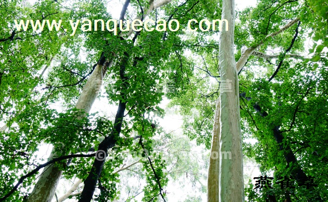 柠檬桉 柠檬桉