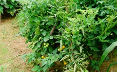 番茄的分布及生长习性