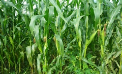 玉米的生长环境