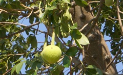 猴面包树的果实