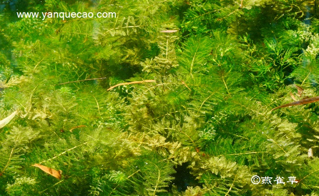 穗状狐尾藻