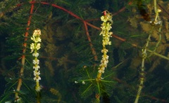 穗状狐尾藻的花