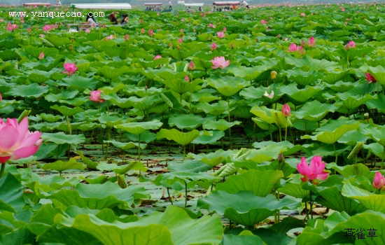 采桑子·荷花开后西湖好